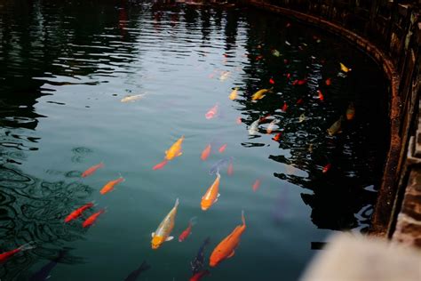 養金魚|金魚飼養指南：8個養殖技巧，新手必讀！ 